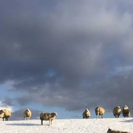 Tief 10 Austernfischer 708 * Schillig