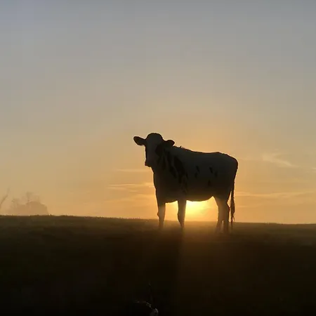 Tief 10 Austernfischer 708 * שיליג