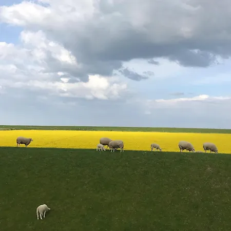 Apartmán Tief 10 Austernfischer 708 Schillig