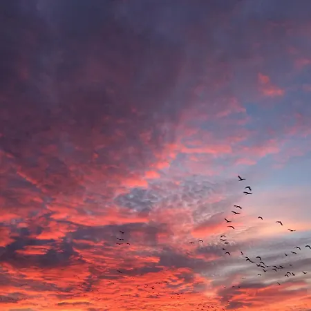 Tief 10 Austernfischer 708 *