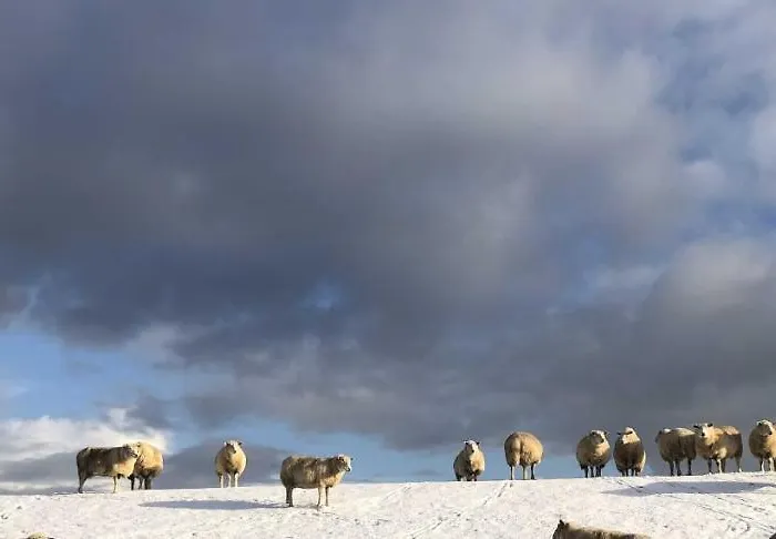 Tief 10 Austernfischer 708 * Schillig