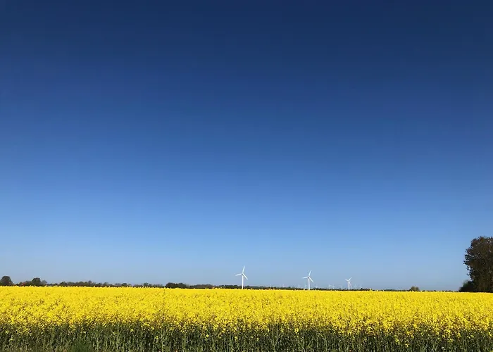 Tief 10 Austernfischer 708 Daire Schillig