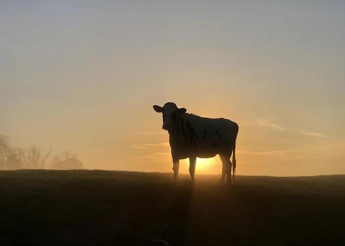 Tief 10 Austernfischer 708 * Schillig