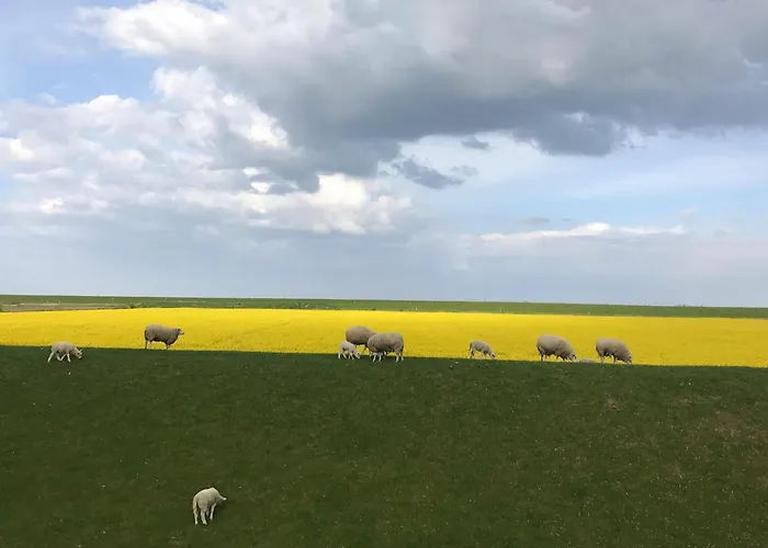 Daire Tief 10 Austernfischer 708 Schillig