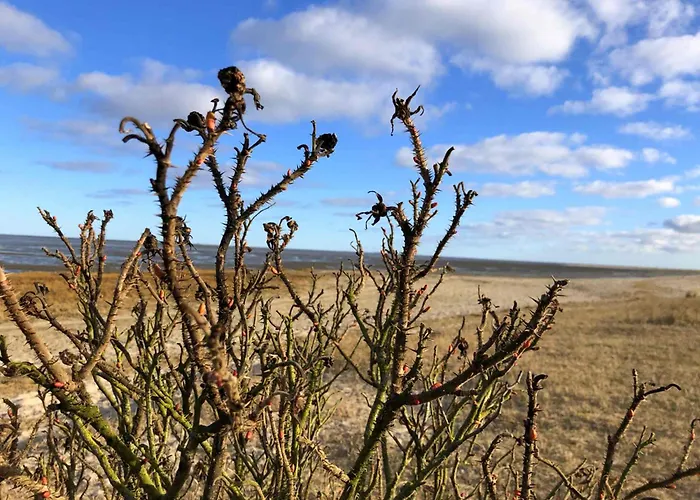 Daire Tief 10 Austernfischer 708